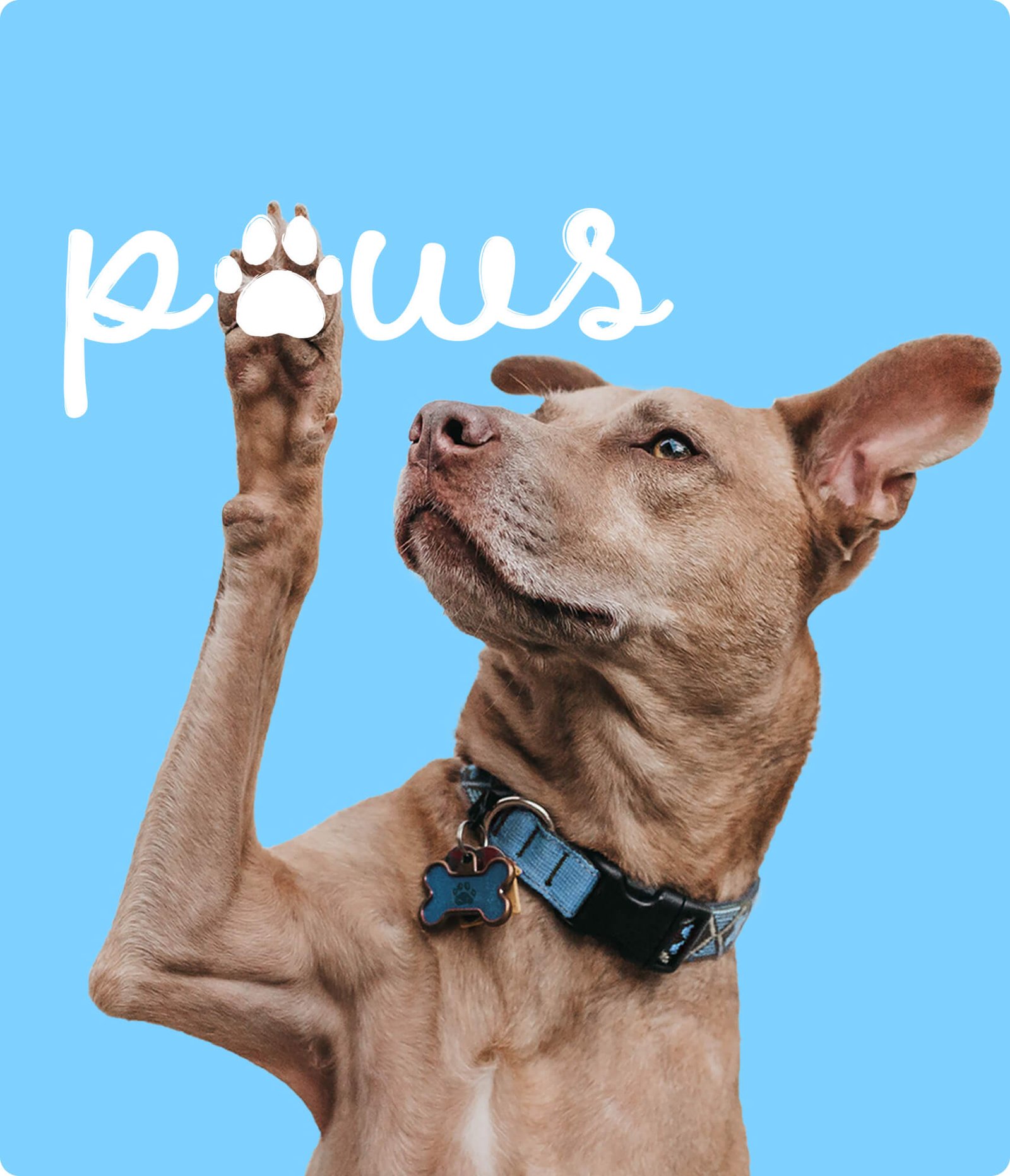 Paws Petsitting is a pet-friendly brand provide expert care for pets and reassure owners that they’re leaving their pets in trusted hands